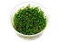 Marsilea crenata/ Марсилия Крената