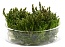 Rotala sp."Pearl"/ Ротала Перл