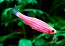 Данио коралловый Glo Fish