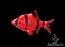 Барбус суматранский красный арбуз Glo Fish