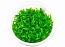 Pogostemon Helferi/ Погостемон Хелфера